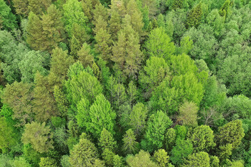 forest top view, landscape panorama view of summer forest with quadrocopter aerial view