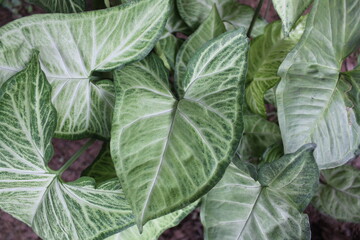 Fototapeta na wymiar green cabbage leaves