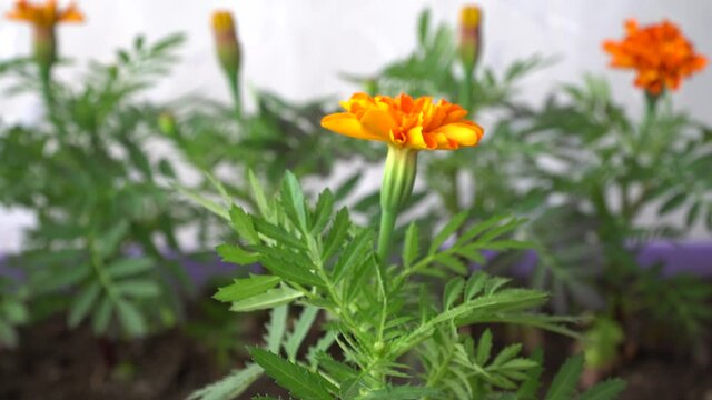 seasonal sale of seedlings. flower sprouts in pots. Tagetes Durango Tangerine are used in decorative floriculture