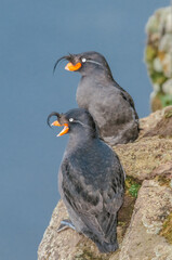 Crested Auklet (Aethia cristatella) at St. George Island, Pribilof Islands, Alaska, USA