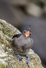 Crested Auklet (Aethia cristatella) at St. George Island, Pribilof Islands, Alaska, USA