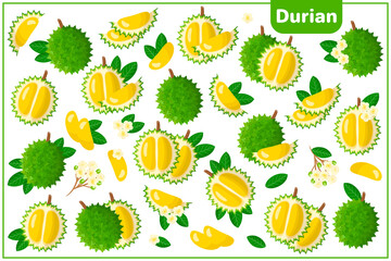 Set of vector cartoon illustrations with Durian exotic fruits, flowers and leaves isolated on white background