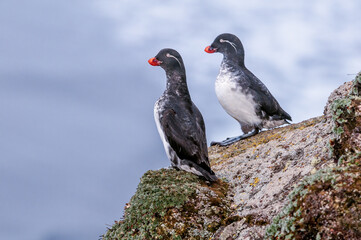Parakeet Auklet (Aethia psittacula) at St. George Island, Pribilof Islands, Alaska, USA