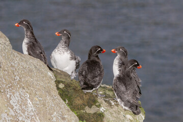 Parakeet Auklet (Aethia psittacula) at St. George Island, Pribilof Islands, Alaska, USA