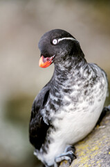 Parakeet Auklet (Aethia psittacula) at St. George Island, Pribilof Islands, Alaska, USA
