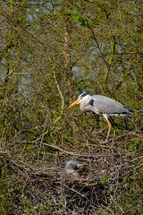 Graureiher und sein Nachwuchs im Nest