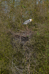Graureiher und sein Nachwuchs im Nest