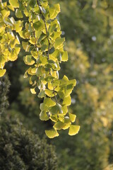 Ginkgo im Sommerlichtspiel