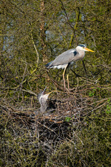 Graureiher und sein Nachwuchs im Nest