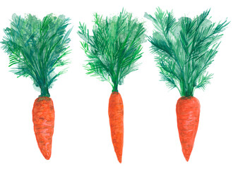 bunch of fresh carrots