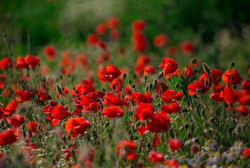 Fototapeta na wymiar Beautiful red poppy field in countryside