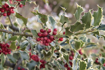 Ilex aquifolium - Stechpalme
