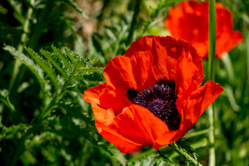 Red poppies on a natural dark green background. Lush poppy buds. Selective focus. Blooming poppies in the garden.  Copy space. Vintage flower photography. Greeting card.
