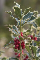 Ilex aquifolium - Stechpalme