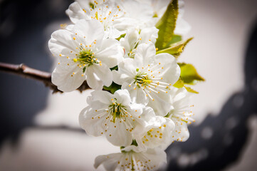 Baselland, Sauerkirsche, Blüte, Kirschblüte, Prunus Cerasus, Rosengewächse, Weichselbaum,...