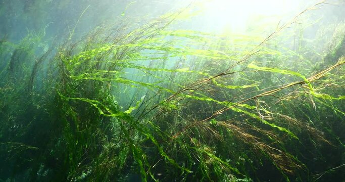 underwater freshwater lake river spring scenery with grasses and algae reflections and sun beams