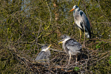Graureiher und sein Nachwuchs im Nest