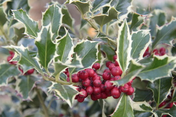 Ilex aquifolium - Stechpalme