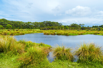 Fototapeta na wymiar Panoramic View of Waiatarua Reserve, Remuera - Auckland New Zealand; Wetland Area