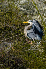 Ein Graureiher beim Flügelschlagen am Nest
