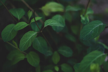 green leaves background