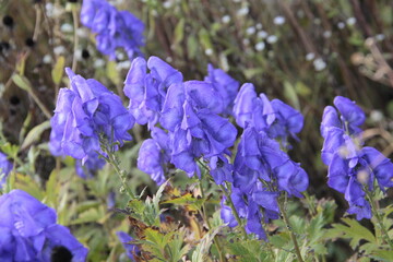 Blauer Eisenhut - Aconitum napellus