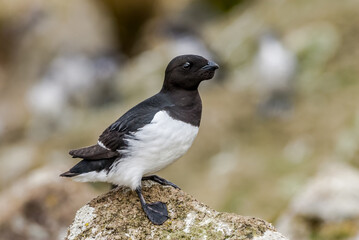 Dovekie (Alle alle) at Least Auklet colony in St. George Island, Alaska, USA