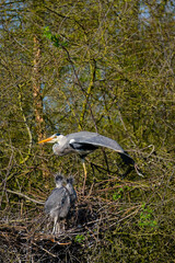 Ein Graureiher und sein Nachwuchs am Nest