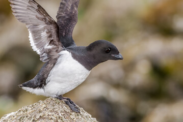 Dovekie (Alle alle) at Least Auklet colony in St. George Island, Alaska, USA