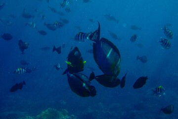 Fototapeta premium Underwater life on the beaches of Nusa Penida, indonesia - April 9th, 2019