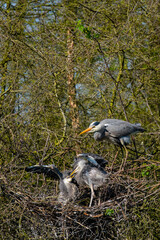Ein Graureiher und sein Nachwuchs am Nest