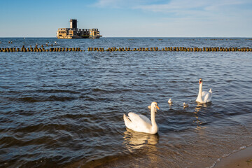 Swans during the summer season on the Baltic Sea