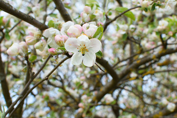 Fototapeta na wymiar Blooming apple tree in spring. Beautiful branch of blossoming apple tree. Closeup of apple tree flowers. 