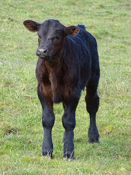 Sweet young black brown bovine from the breed Irish dexter cattle