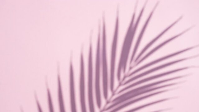 Shadow of tropical leaves and palm tree on a colored pink background isolate. Tropical summer background, minimal concept.