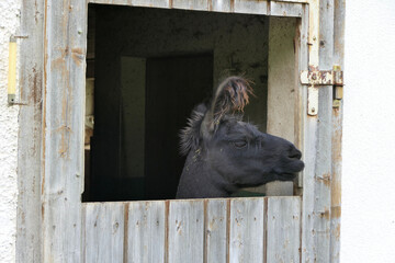 Dark black furry llama looks attentively out of his stable