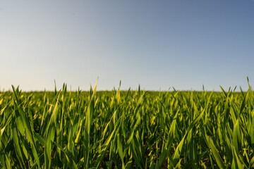 green wheat field