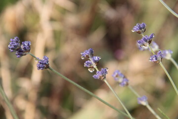 Lavendel mit Tautropfen