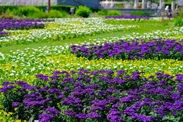 ぐんまフラワーパーク 花壇