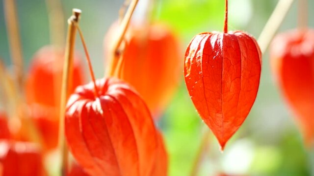 Orange Lanterns Physalis Alkekengi. Sunny summer day.