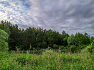 Beautiful sky at sunset. Field with green grass against the sunset sky.