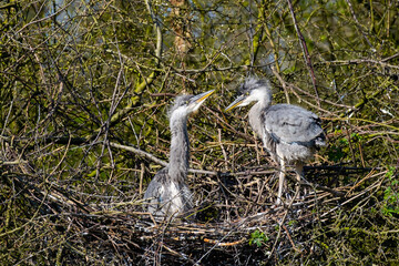 Graureiher Nachwuchs in seinem Nest