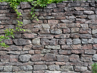 The old stone brick wall with green creepers
