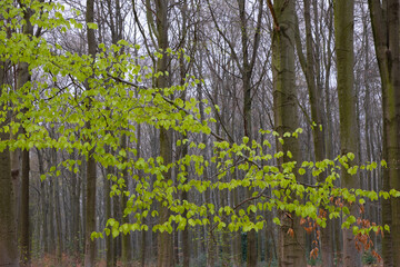 Laubwald im Fr&uuml;hjahr