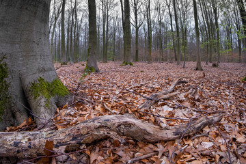 Laubwald im Frühjahr