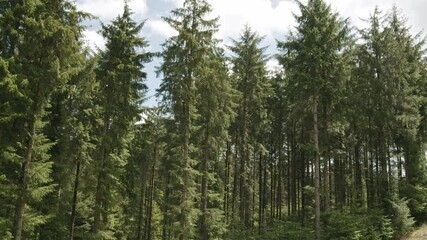 landscape shot of gently swaying pine forest - Powered by Adobe