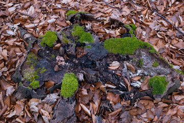 Waldboden Baumstumpen, Moos und Laub