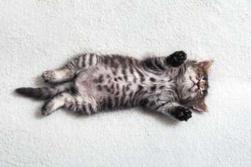 Little striped kitten is sleeping sweetly lying on its back on a white bedspread.