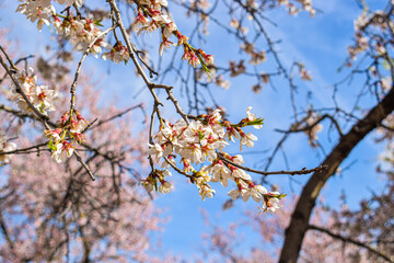 Photo of a forest of cherry- trees during spring. Beautiful trees in the park and nature
