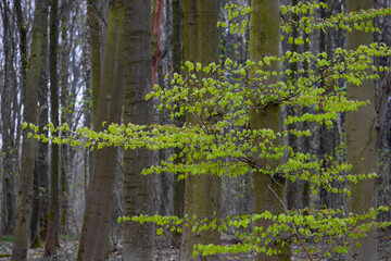 Buchenwald im Fr&uuml;hling